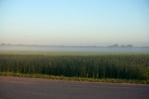 Morgennebel in der Prärie. Nähe Gladstone, Manitoba